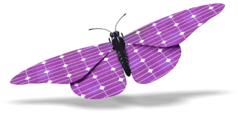 farfalla-posa-01-viola